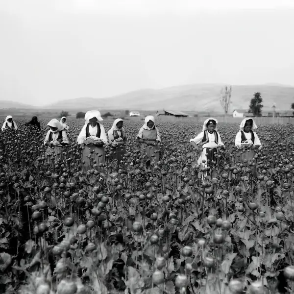 Cotton fields