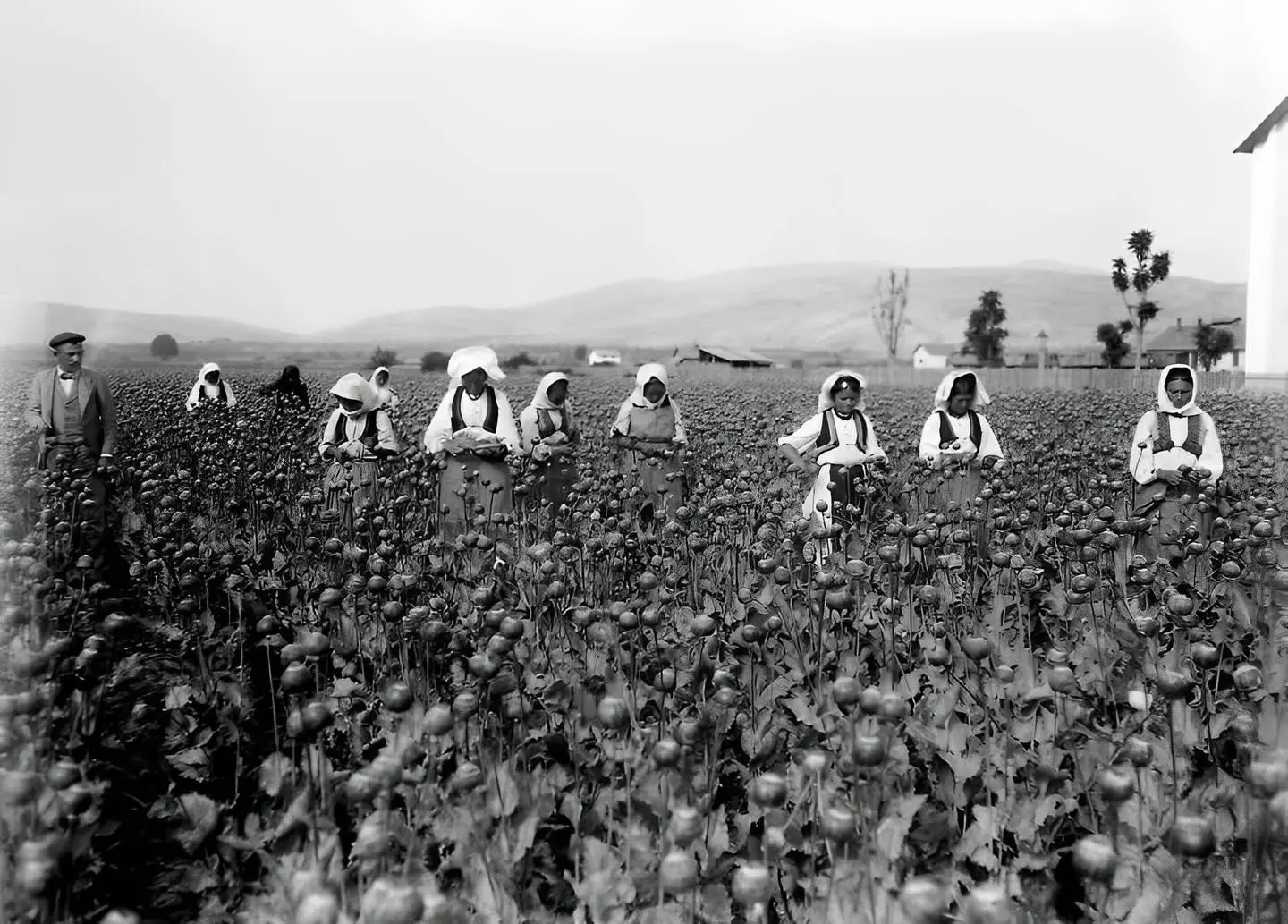 Cotton fields