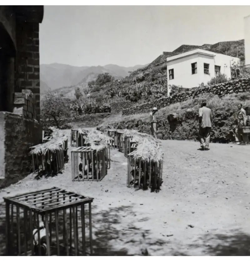 Gallos en La Encarnación
