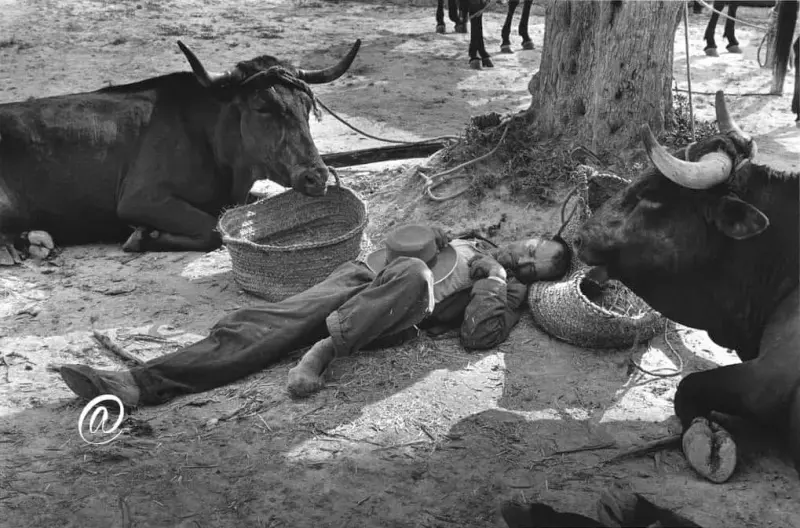 Siesta bajo la encina.