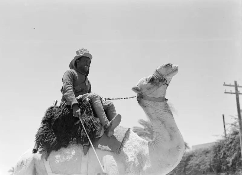 Police Officer on Camel