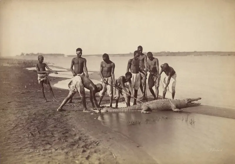 Nile River Crocodile Hunting