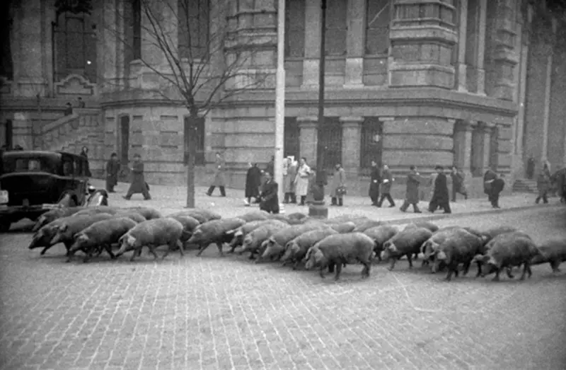 Cerdos en Cibeles