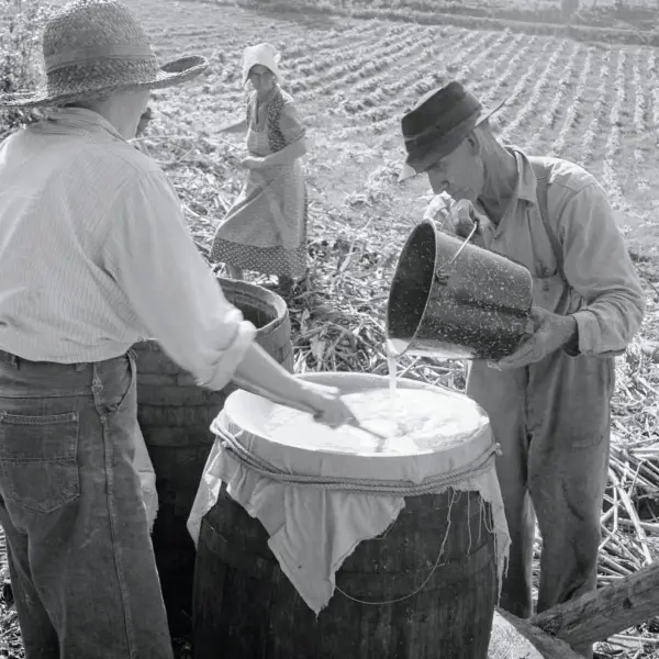 Making sorghum syrup