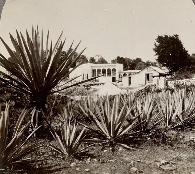 El oro verde de Yucatán