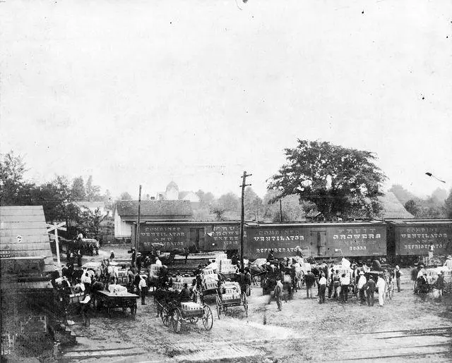 Strawberries loaded into freight cars