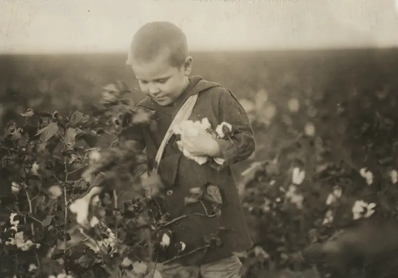 A five-year-old boy picks cotton
