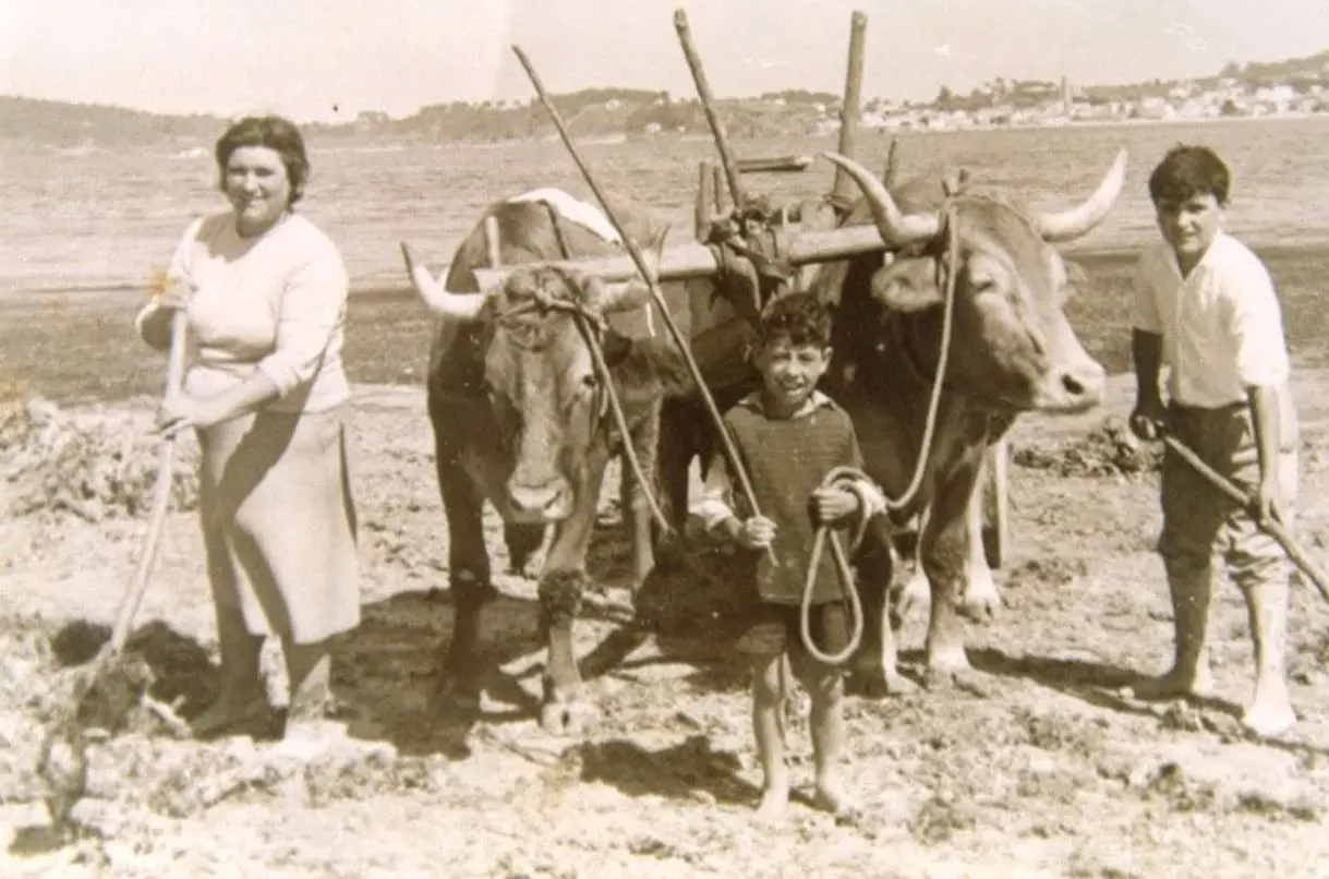 Mai e fillos recollendo argazo.