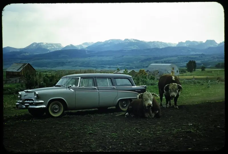 Dew Ranch Bulls and Dodge in foreground of Wind River Range