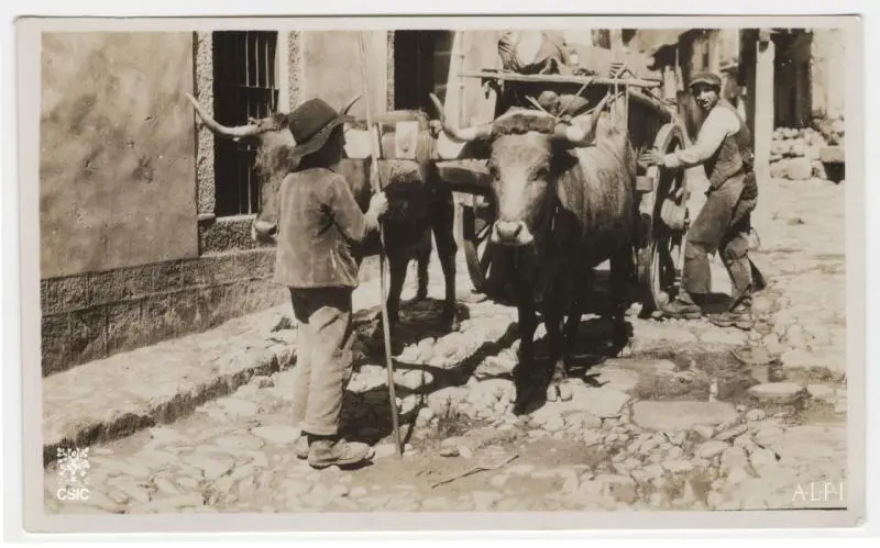 YUNTA DE BUEYES EN LA CALLE LARGA