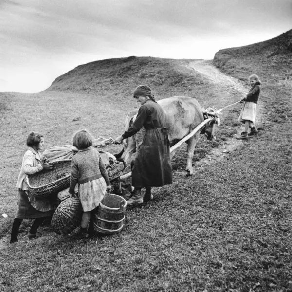 Transporting potatoes