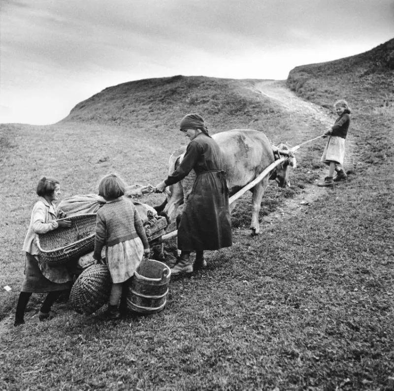 Transporting potatoes