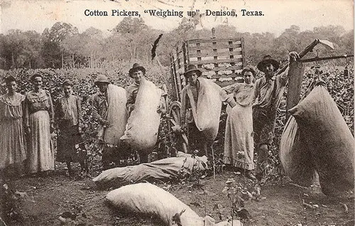 Cotton Pickers, "Weighing up"