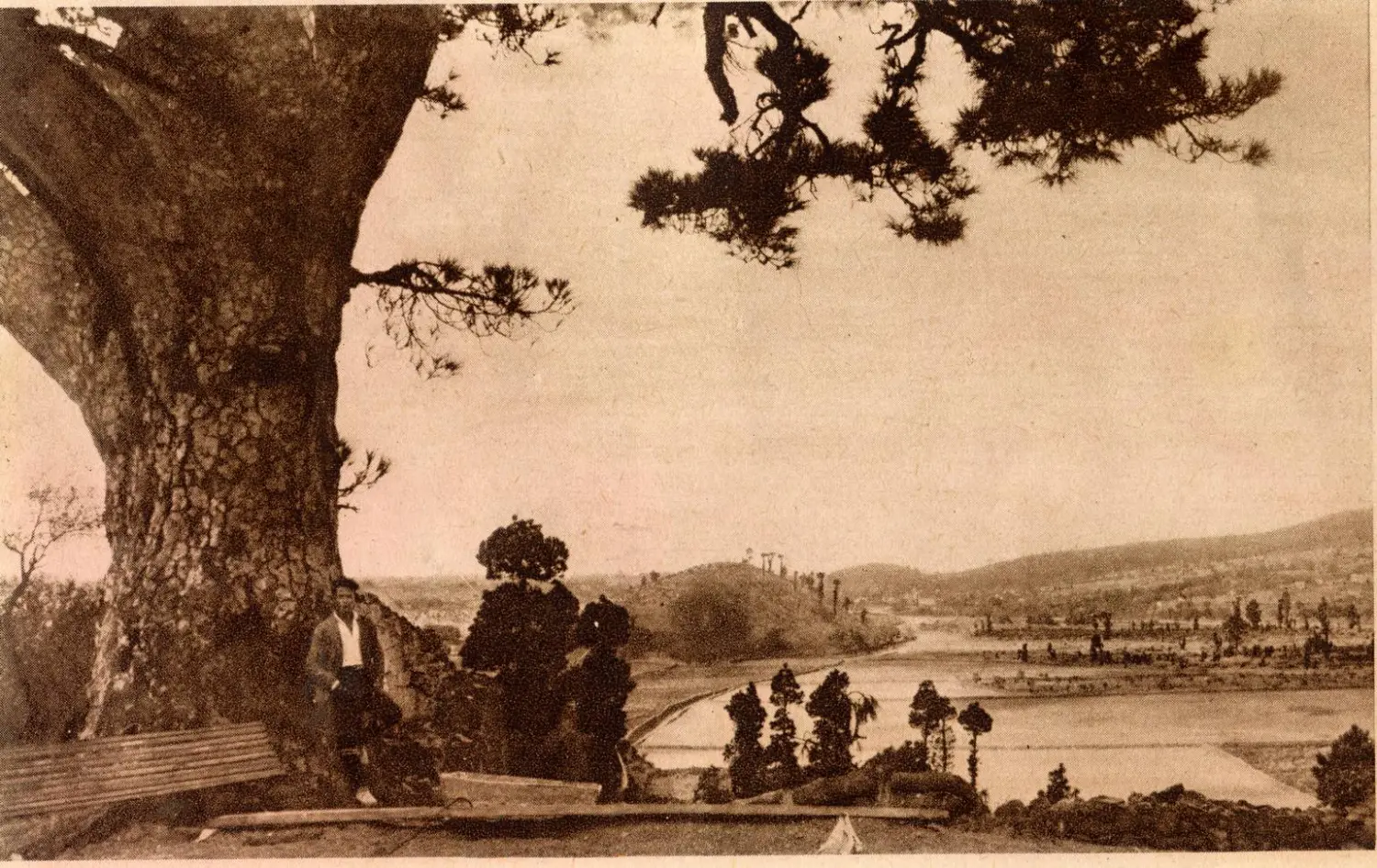 Pino de La Virgen - El Paso