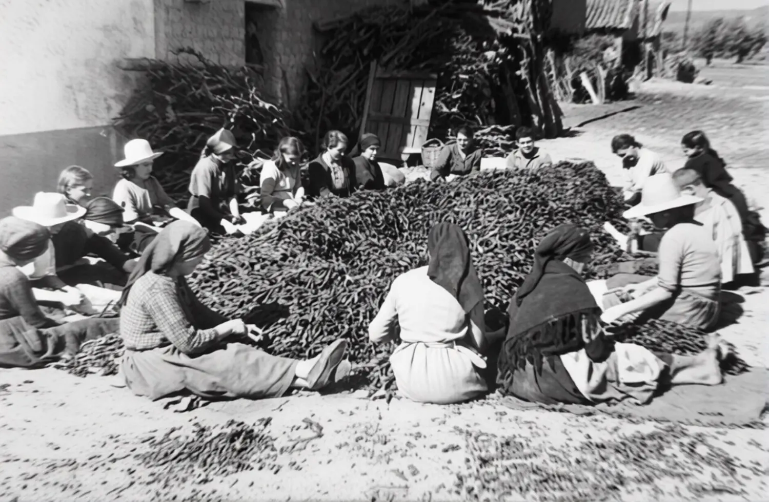 Trabajando el pimiento.