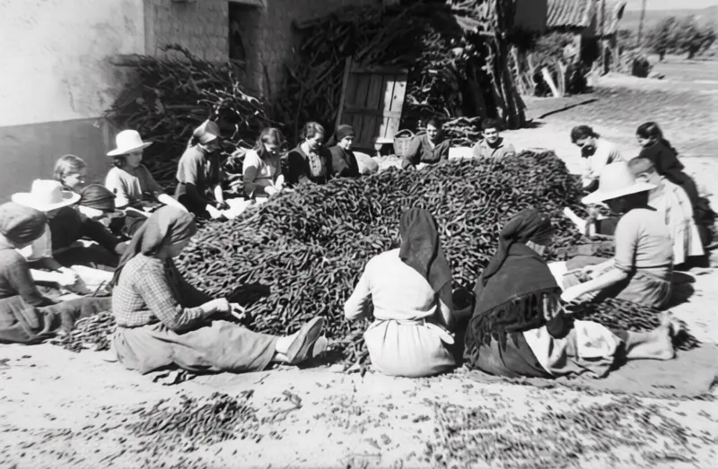 Trabajando el pimiento.