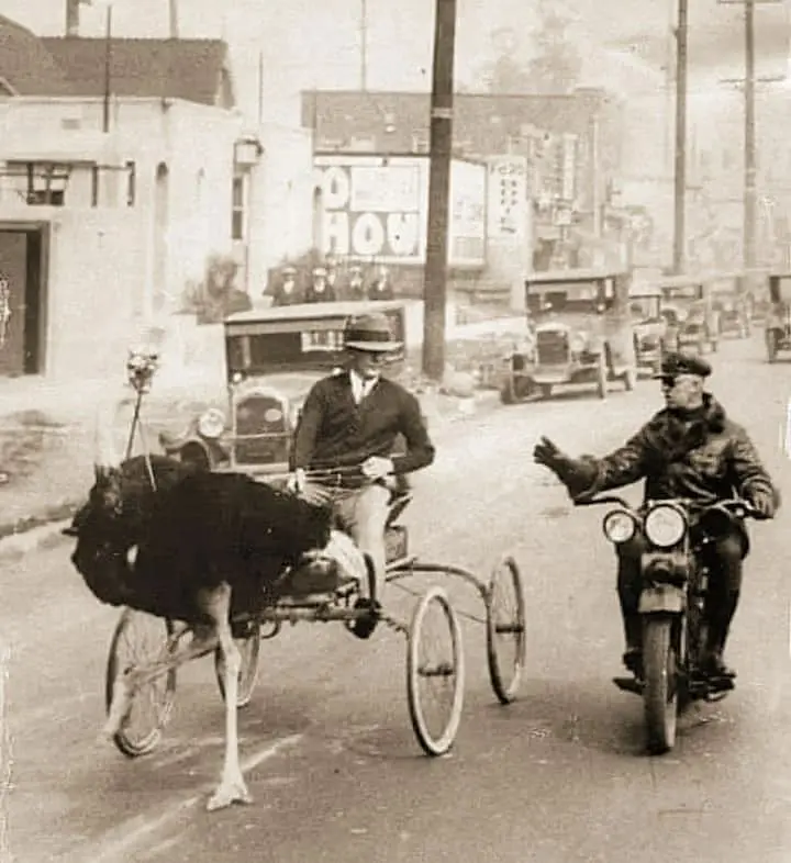 Ostrich-Drawn Carriage Stopped for Speeding