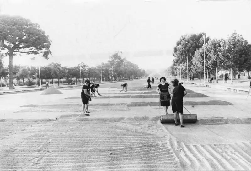 Secaderos de arroz en los paseos.