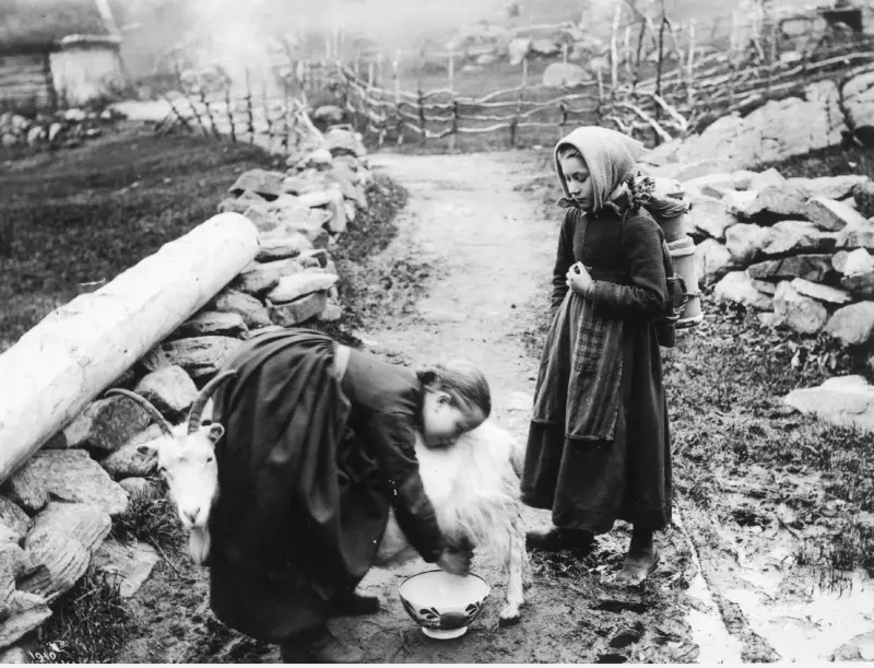 Milking a goat - Ordeñando a una cabra.