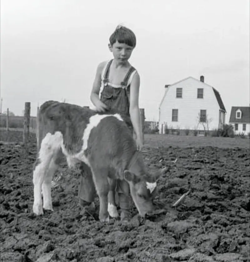 Young boy and calf 
