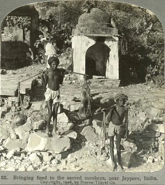 Bringing Food to the Sacred Monkeys