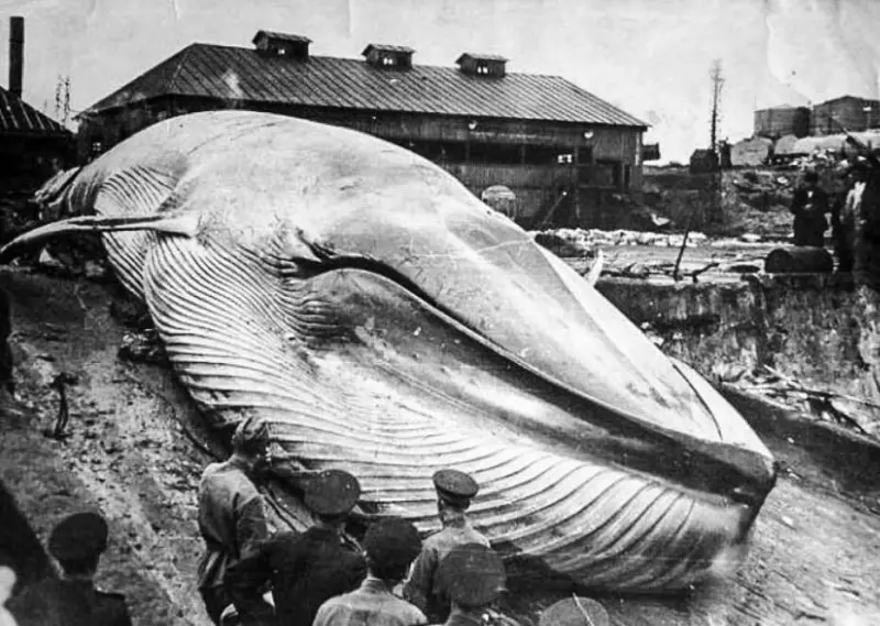 Whale washed ashore by a tsunami