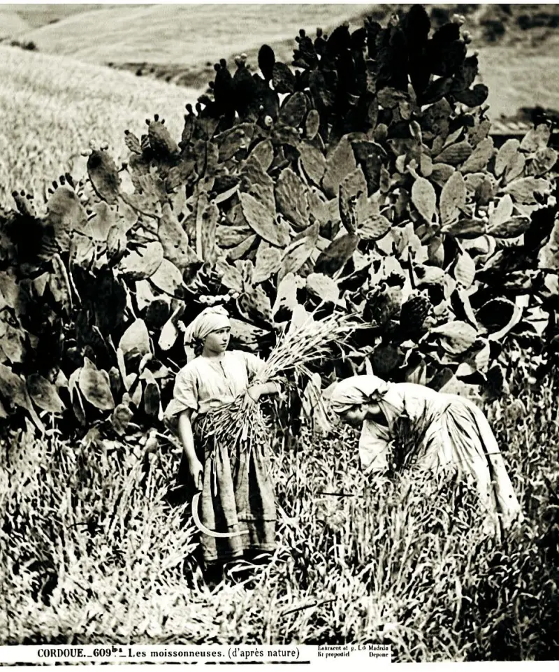 Segadoras