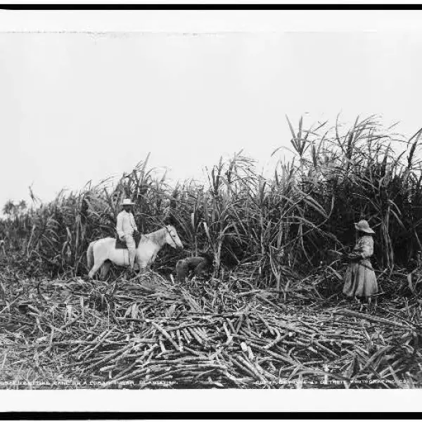 utting cane