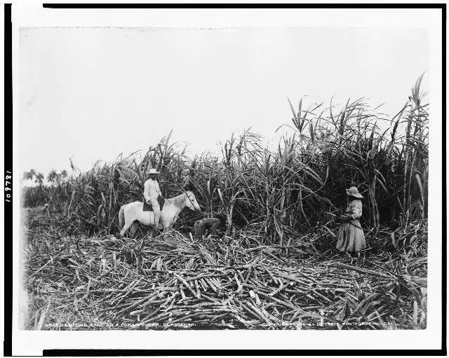 utting cane utting cane