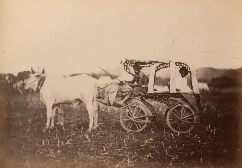 A Travelling Bullock Cart