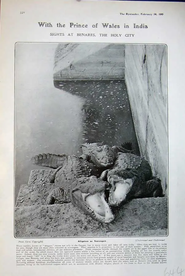 Alligator in Holy River Genges