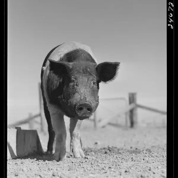 Pig