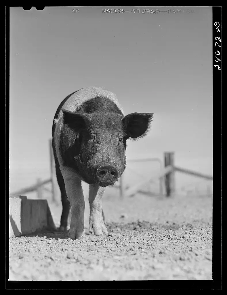 Pig