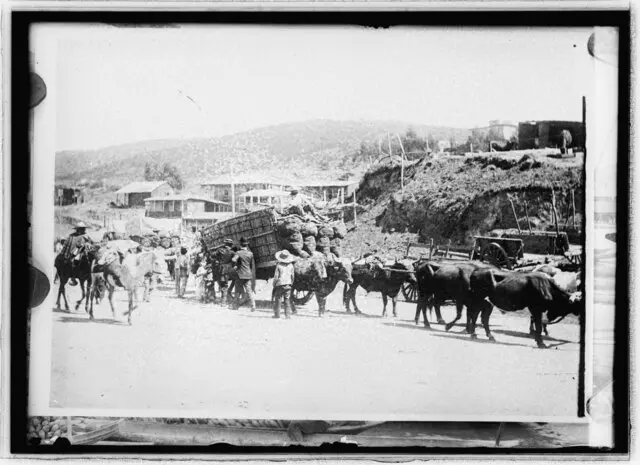 Transporte con bueyes en Valparaíso 