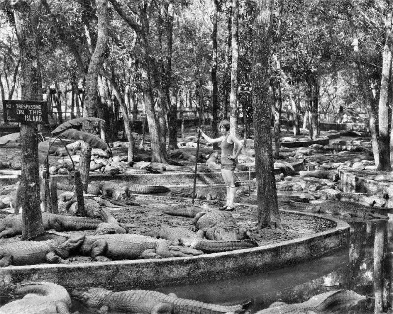 Work at a Crocodile Farm in USA