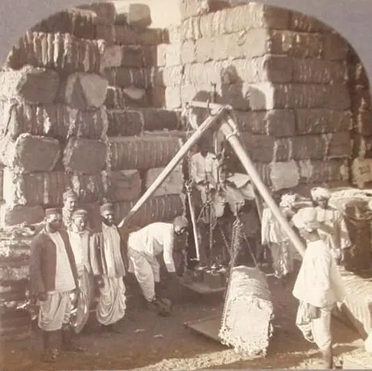 Weighing bales of cotton