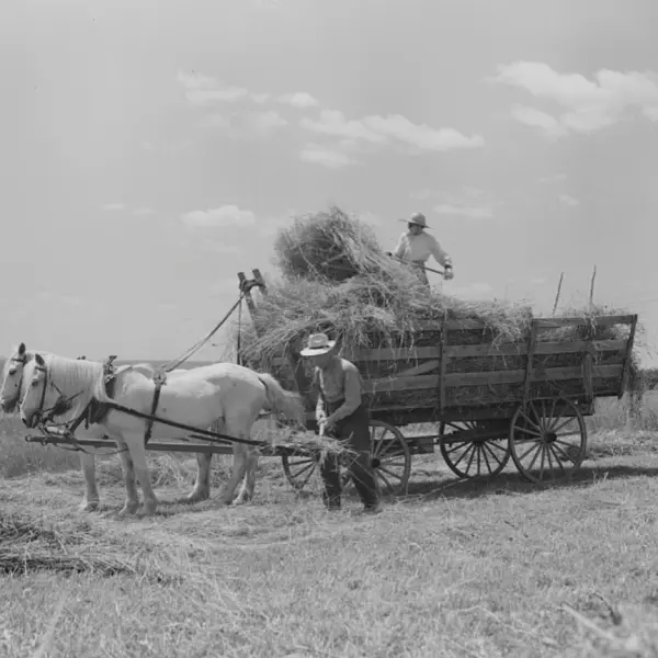 Gathering the hay.