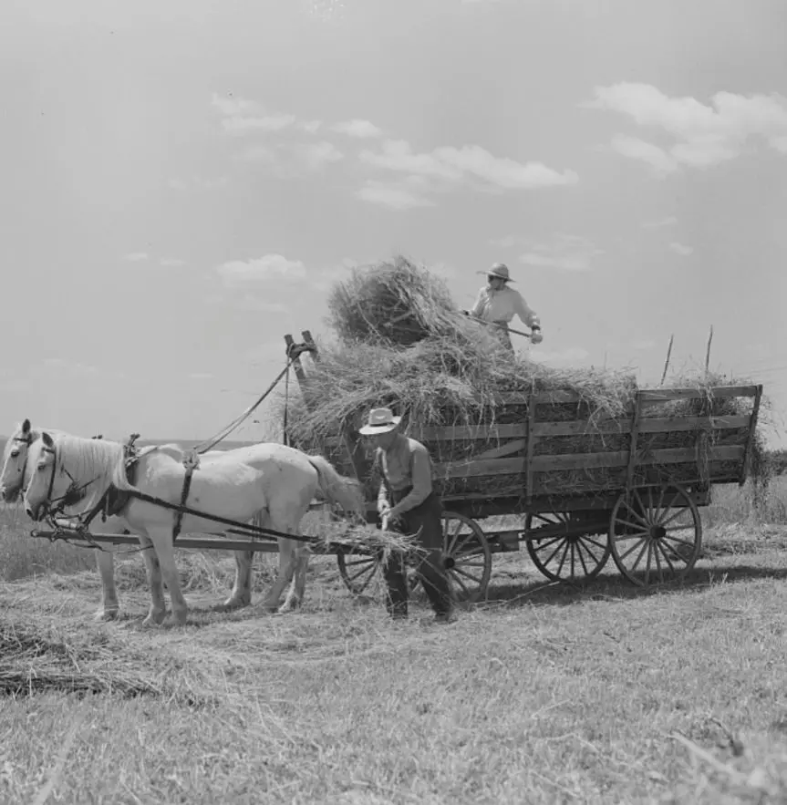 Gathering the hay.