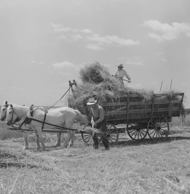 Gathering the hay.