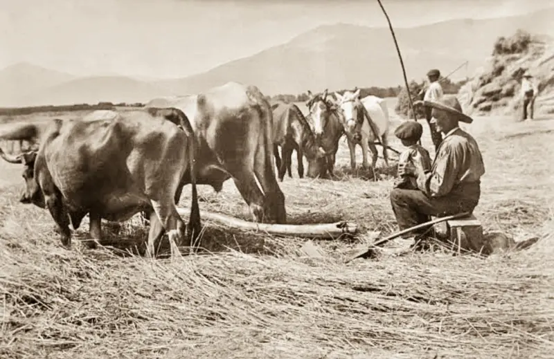 Hombre trillando con su nieto, en las eras.