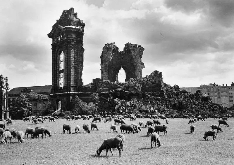 Sheep graze at the ruins of Dresden's “Church of the Virgin”