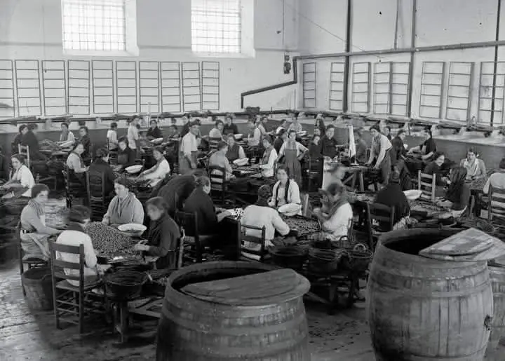 Fábrica envasadora de aceitunas