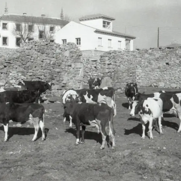 Ganadería en Guadarrama