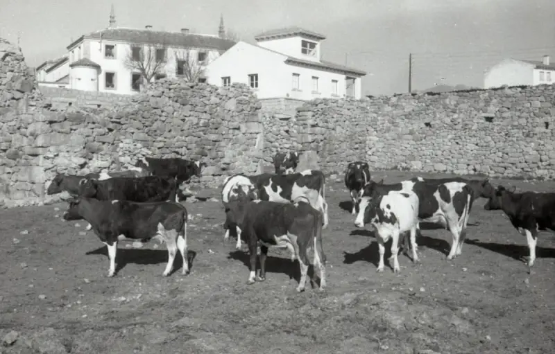Ganadería en Guadarrama