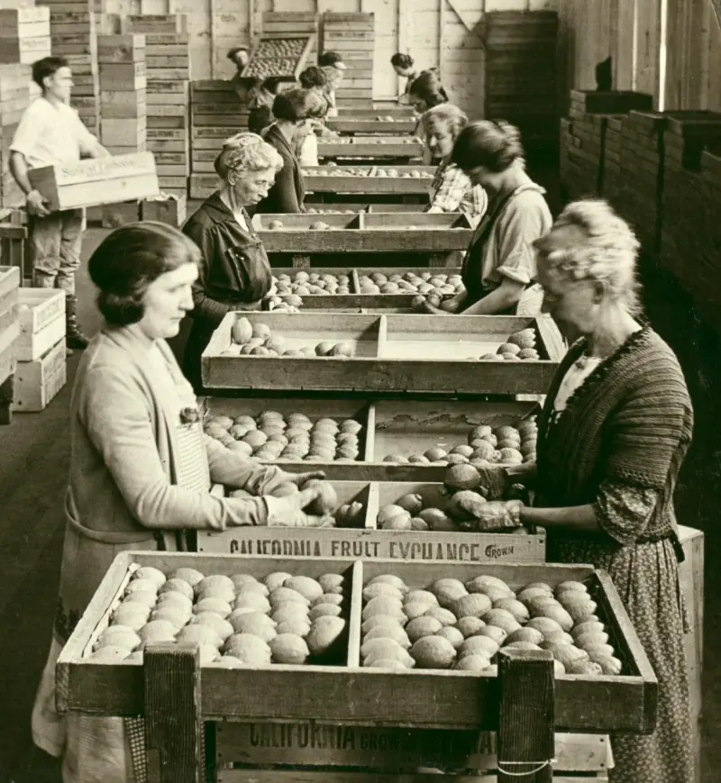 Lemon Quality Control