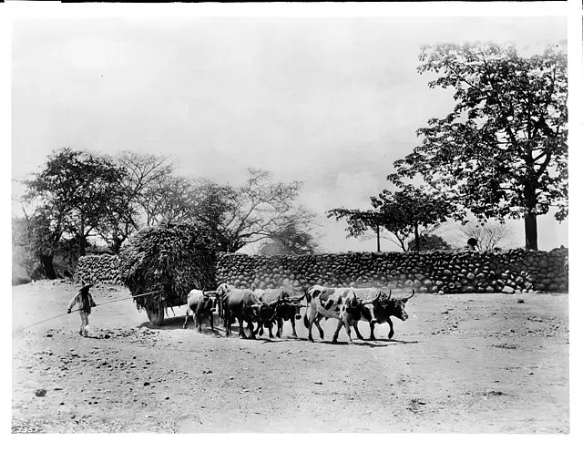 Yunta de bueyes en camino rural,