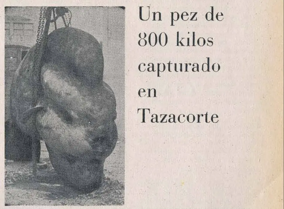 Pez de 800 kilos capturado en Tazacorte,
