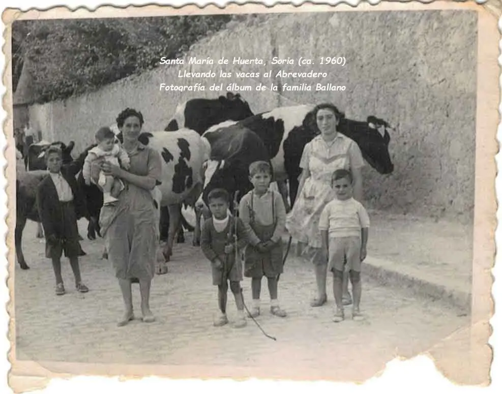 Llevando las vacas al abrevadero. 
