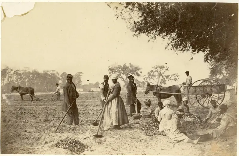 "Contraband" planting sweet potatoes on Hopkinson's Plantation