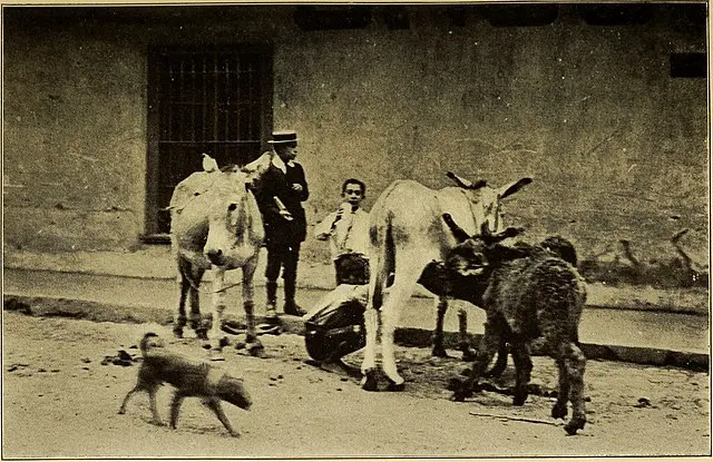 Venta de leche en la calle – Costumbres y vida cotidiana